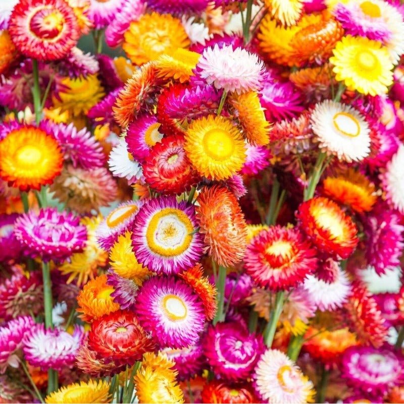 Everlasting Daisy Tom Thumb Mix Seeds – Xerochrysum bracteatum - SHOP SEEDS