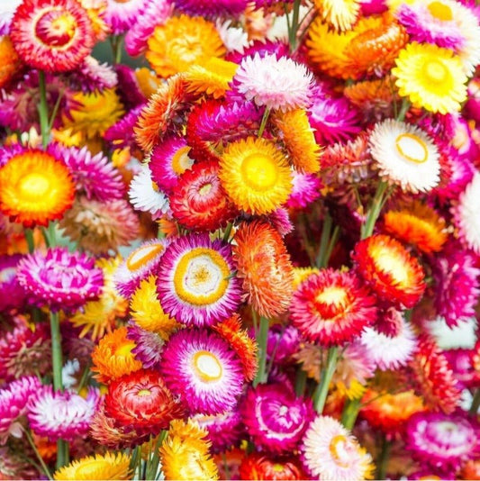 Everlasting Daisy Tom Thumb Mix Seeds – Xerochrysum bracteatum - SHOP SEEDS
