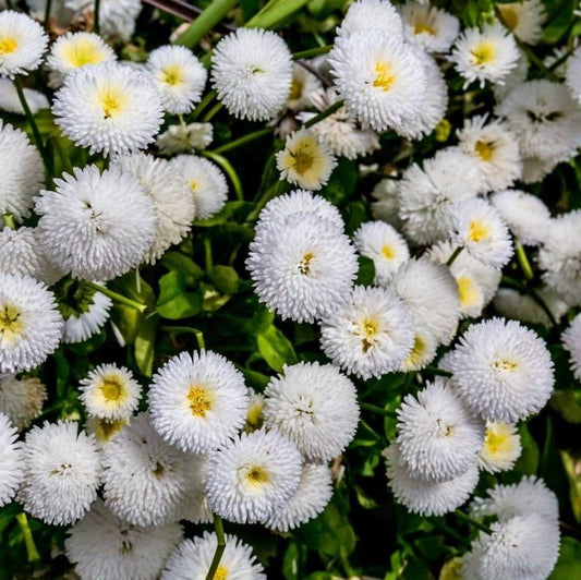 Feverfew Snowball Seeds – Tanacetum parthenium - SHOP SEEDS