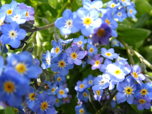 Forget Me Not – Blue Mist Flower Seeds – Myosotis sylvatica - SHOP SEEDS