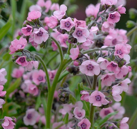 Forget Me Not – Chinese Mystic Pink Flower Seeds – Cynoglossum amabile - SHOP SEEDS