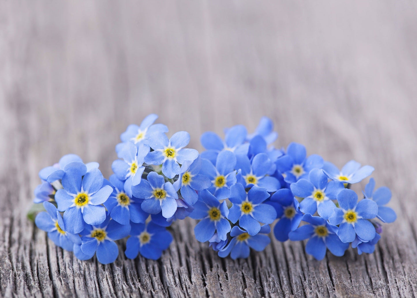 Forget Me Not – Choice Mix Flower Seeds – Myosotis sylvatica - SHOP SEEDS