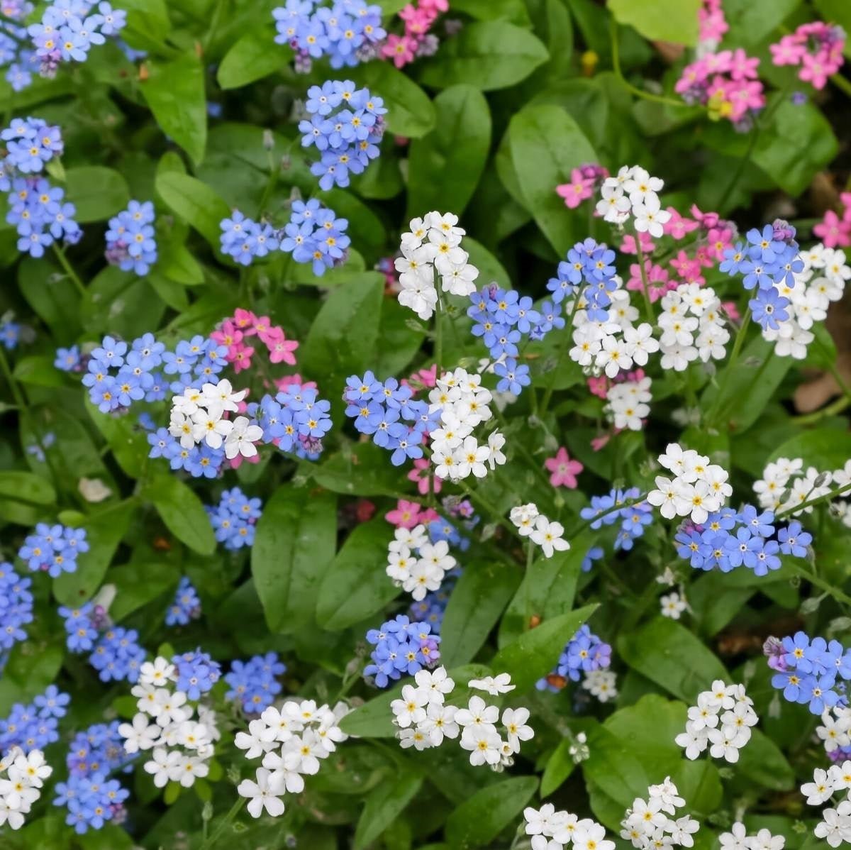 Forget Me Not – Choice Mix Flower Seeds – Myosotis sylvatica - SHOP SEEDS