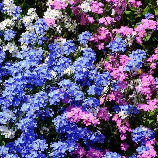 Forget Me Not – Choice Mix Flower Seeds – Myosotis sylvatica - SHOP SEEDS