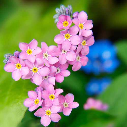 Forget Me Not – Choice Mix Flower Seeds – Myosotis sylvatica - SHOP SEEDS
