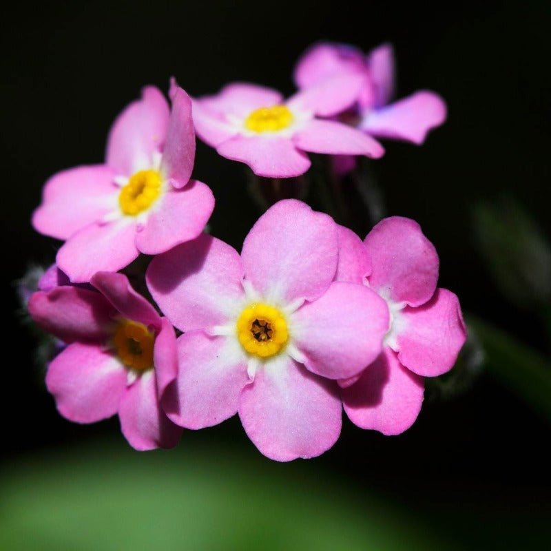 Forget Me Not – Pink Rose Flower Seeds – Myosotis sylvatica - SHOP SEEDS