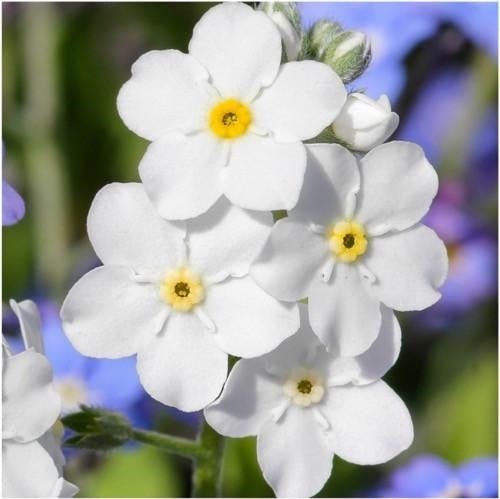 Forget Me Not – White Flower Seeds – Myosotis sylvatica - SHOP SEEDS