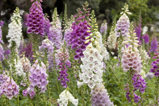 Foxglove Gloxiniaeflora Mix Seeds – Digitalis purpurea - SHOP SEEDS