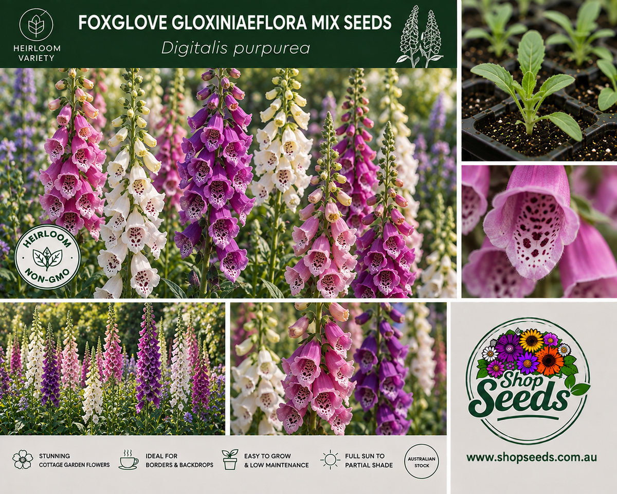 Foxglove Gloxiniaeflora Mix Seeds – Digitalis purpurea - SHOP SEEDS