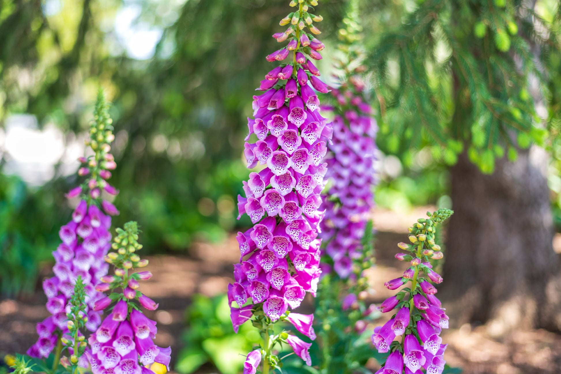 Foxglove Gloxiniaeflora Mix Seeds – Digitalis purpurea - SHOP SEEDS