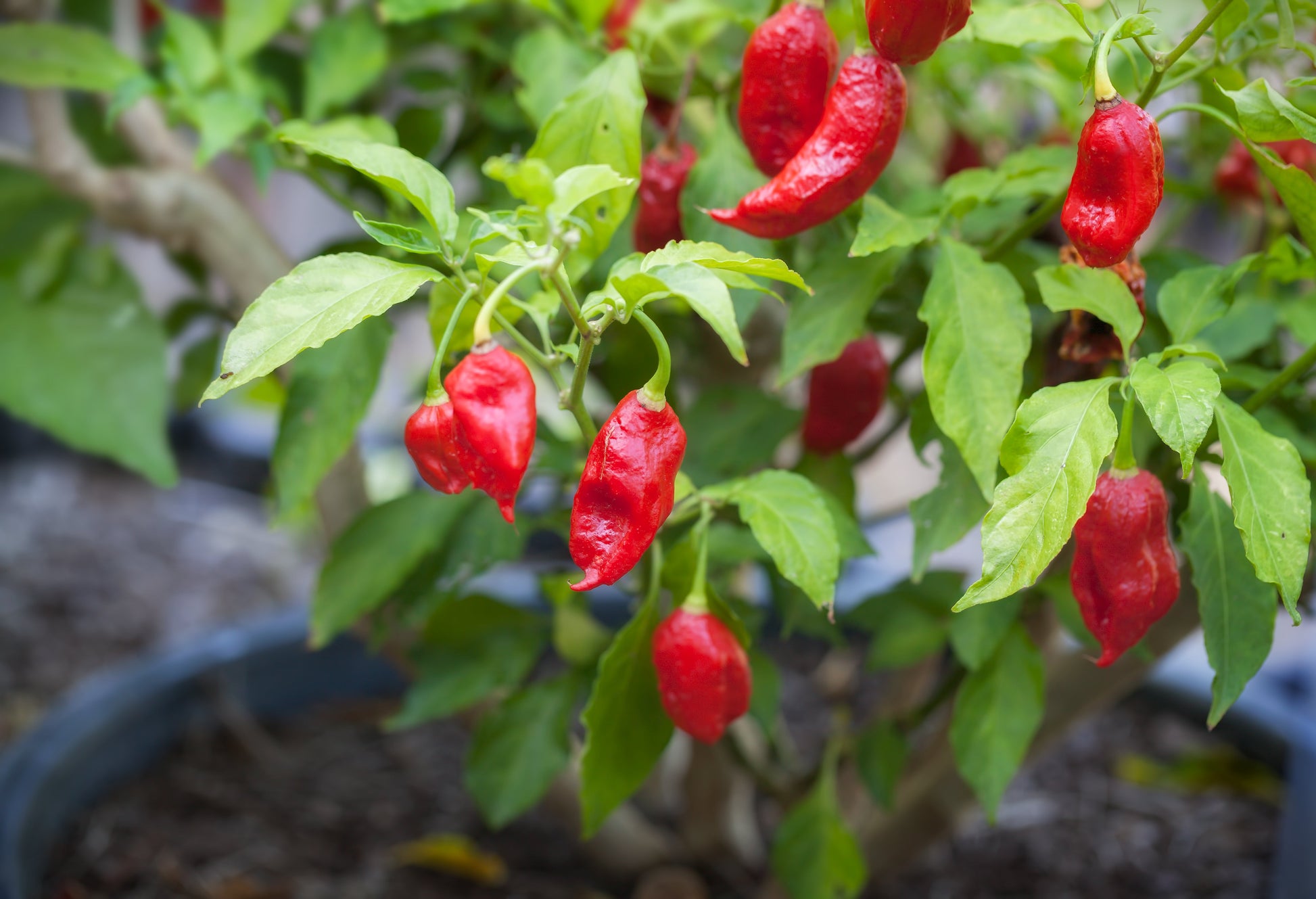 Ghost Pepper Chili Seeds – Capsicum chinense (Bhut Jolokia) - SHOP SEEDS