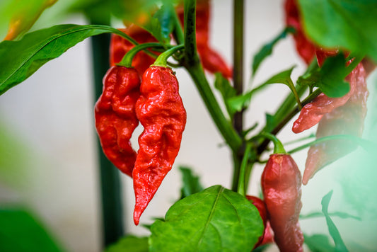 Ghost Pepper Chili Seeds – Capsicum chinense (Bhut Jolokia) - SHOP SEEDS