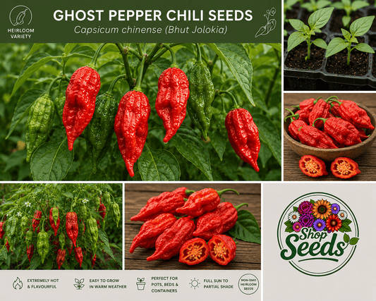 Ghost Pepper Chili Seeds – Capsicum chinense (Bhut Jolokia) - SHOP SEEDS