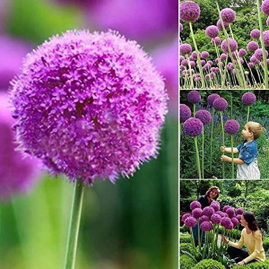 Giant Purple Allium Flower Seeds – Allium giganteum - SHOP SEEDS