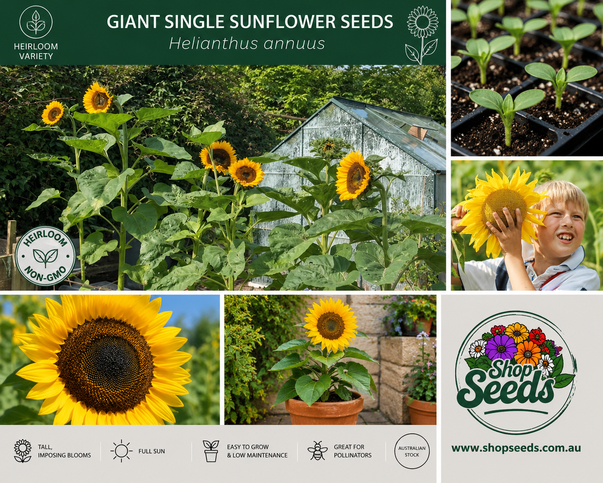 Giant Single Sunflower Seeds – Helianthus annuus - SHOP SEEDS
