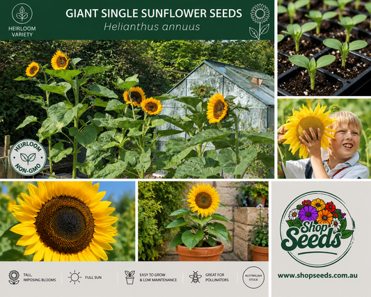 Giant Single Sunflower Seeds – Helianthus annuus - SHOP SEEDS