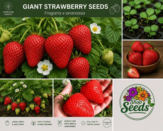 Giant Strawberry Seeds – Fragaria x ananassa - SHOP SEEDS