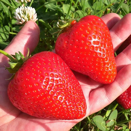 Giant Strawberry Seeds – Fragaria x ananassa - SHOP SEEDS