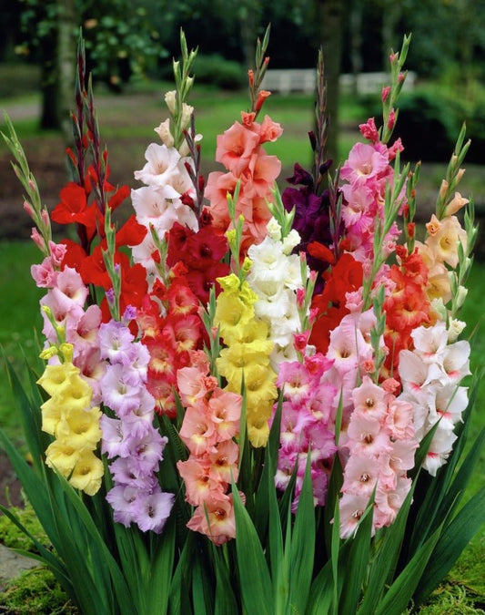 Gladiolus Seeds Mixed Colours – Gladiolus - SHOP SEEDS