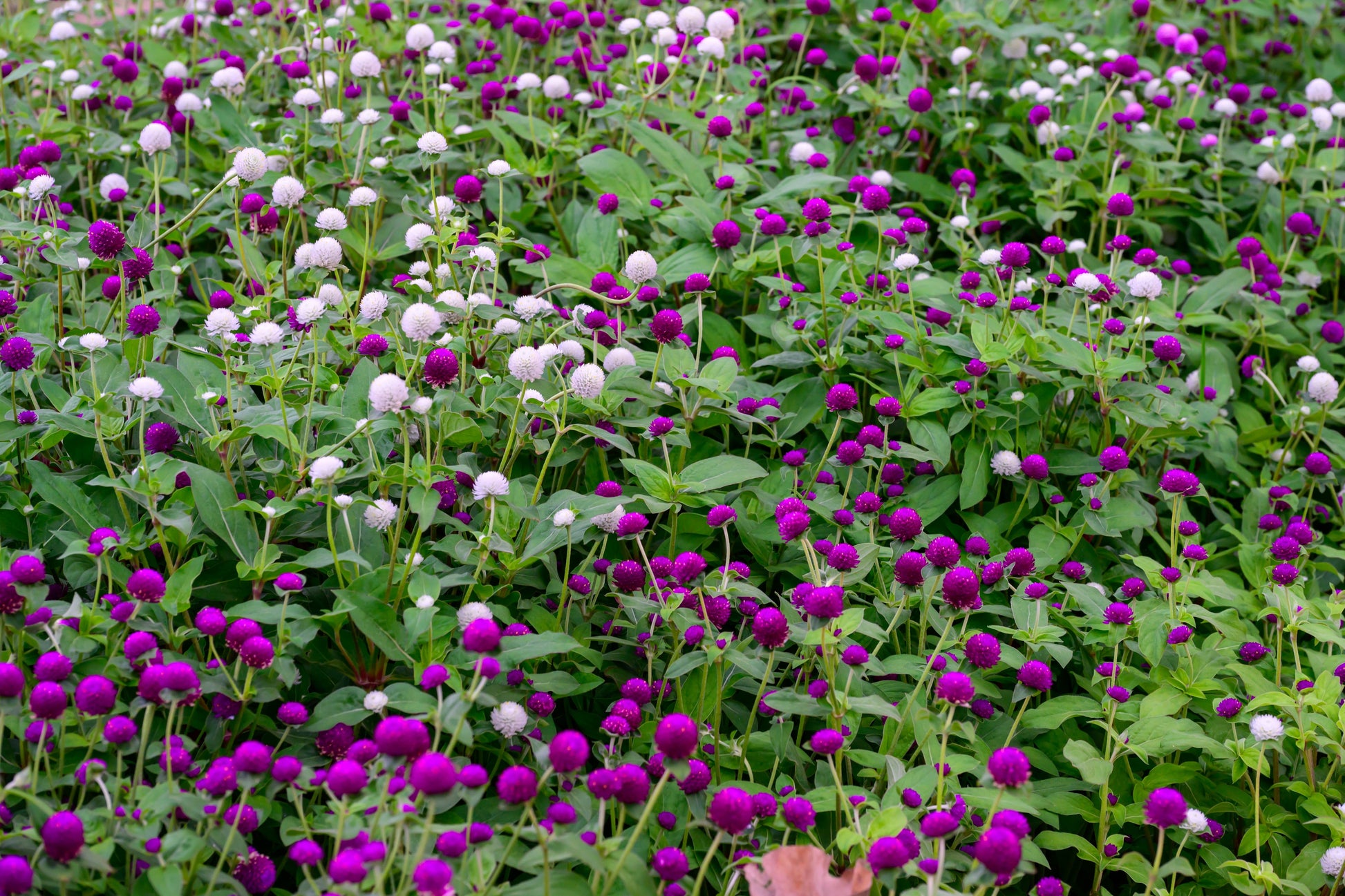 Globe Amaranth Tall Mix Seeds – Gomphrena globosa - SHOP SEEDS