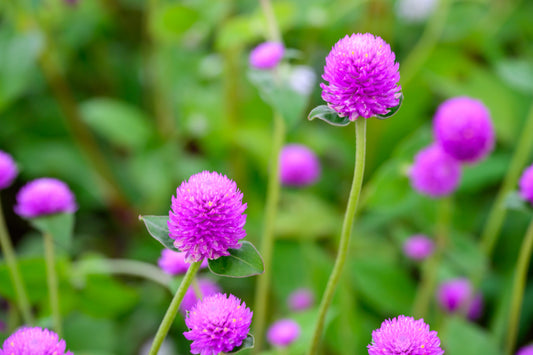 Globe Amaranth Tall Mix Seeds – Gomphrena globosa - SHOP SEEDS