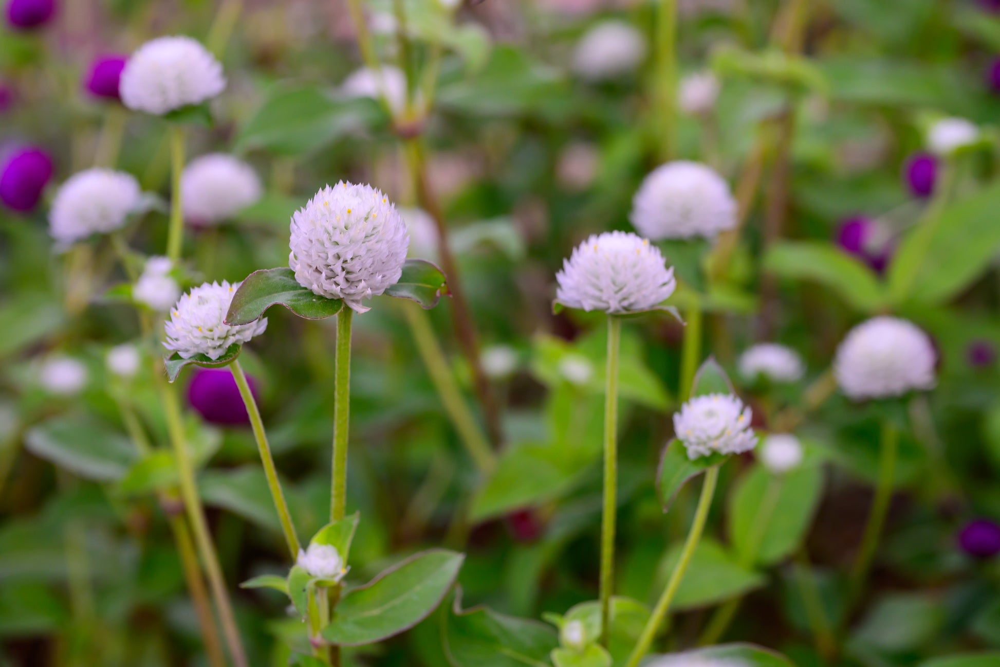 Globe Amaranth Tall Mix Seeds – Gomphrena globosa - SHOP SEEDS
