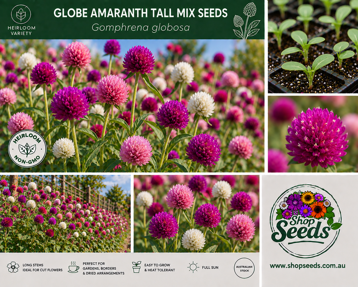 Globe Amaranth Tall Mix Seeds – Gomphrena globosa - SHOP SEEDS