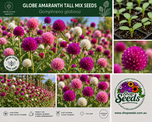 Globe Amaranth Tall Mix Seeds – Gomphrena globosa - SHOP SEEDS