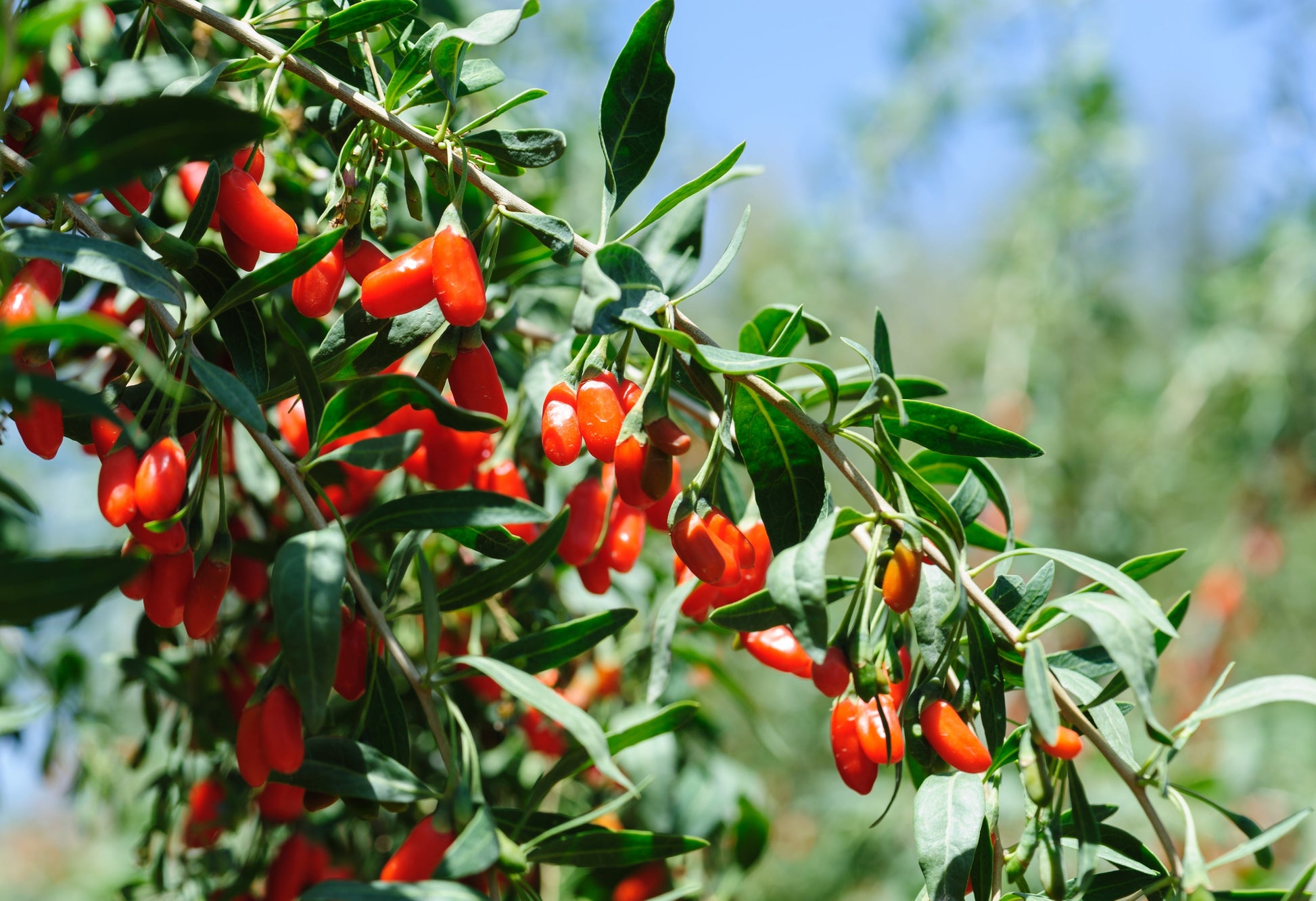 Goji Berry Seeds – Lycium barbarum (Wolfberries) - SHOP SEEDS