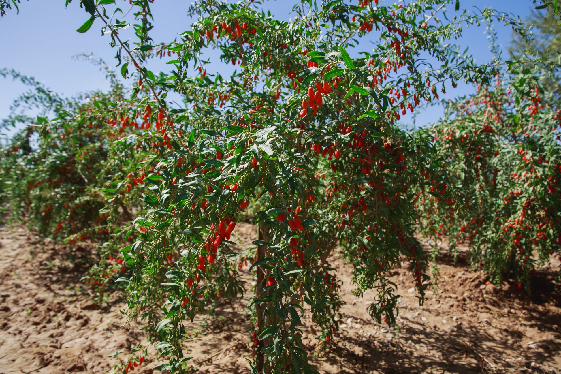 Goji Berry Seeds – Lycium barbarum (Wolfberries) - SHOP SEEDS