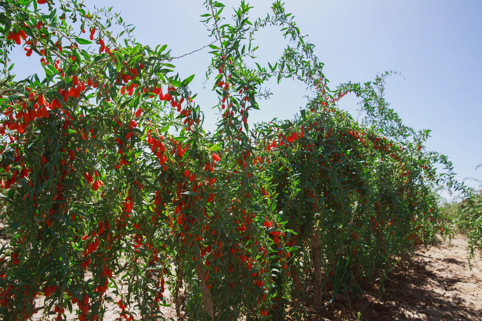 Goji Berry Seeds – Lycium barbarum (Wolfberries) - SHOP SEEDS