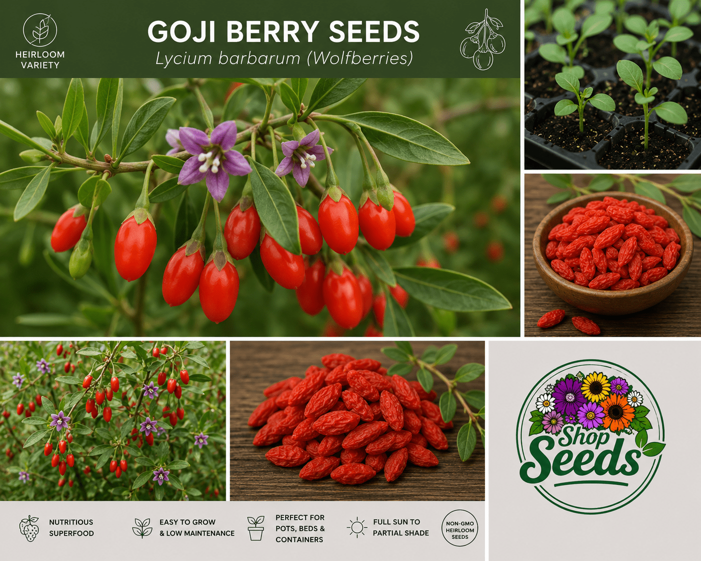 Goji Berry Seeds – Lycium barbarum (Wolfberries) - SHOP SEEDS