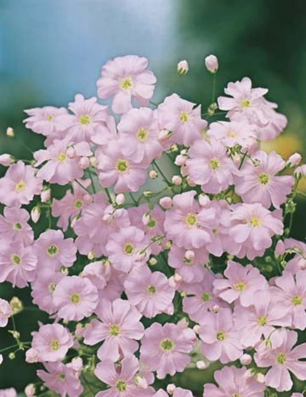 Gypsophila Bright Rose Seeds - Gypsophila elegans - SHOP SEEDS