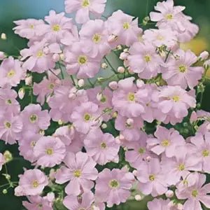 Gypsophila Bright Rose Seeds - Gypsophila elegans - SHOP SEEDS