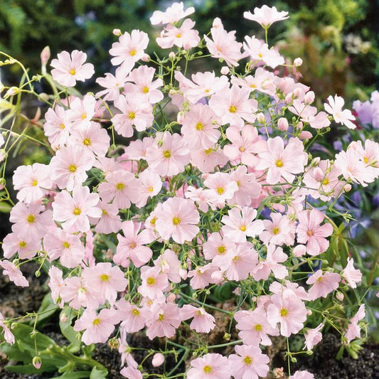 Gypsophila Bright Rose Seeds - Gypsophila elegans - SHOP SEEDS
