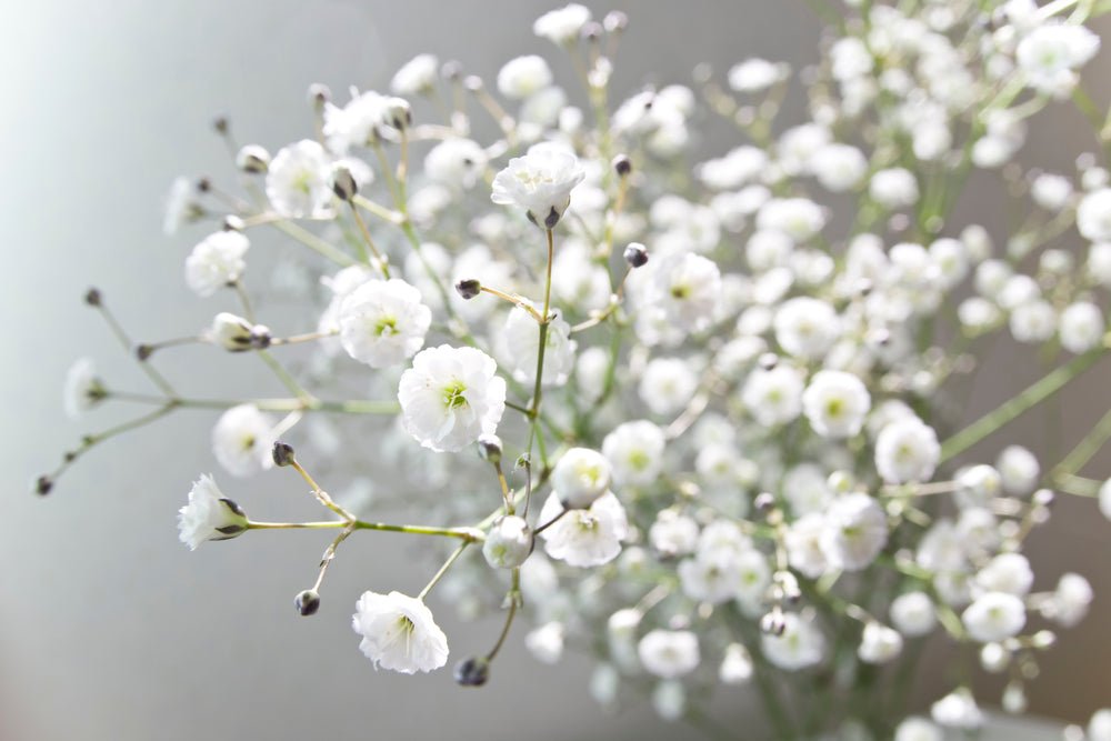 Gypsophila Covent Garden Seeds – Gypsophila elegans - SHOP SEEDS