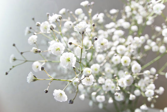 Gypsophila Covent Garden Seeds – Gypsophila elegans - SHOP SEEDS