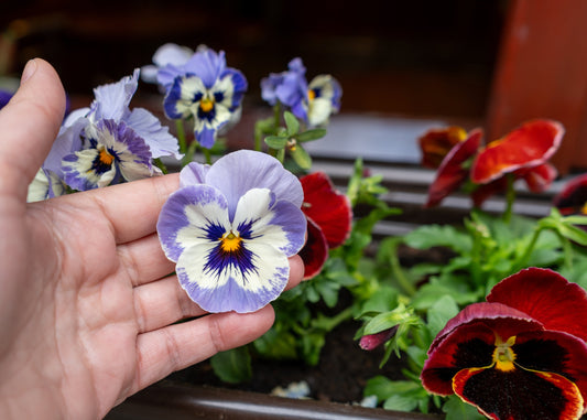 Heartsease Johnny Jump Up Seeds – Viola tricolor - SHOP SEEDS