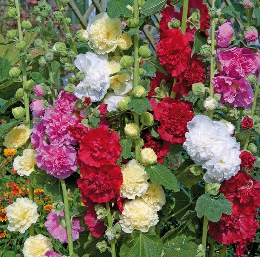 Hollyhock Chater’s Double Seeds – Alcea rosea - SHOP SEEDS