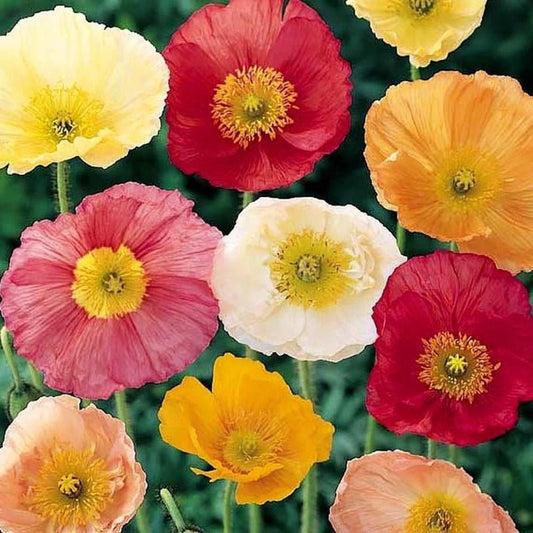 Iceland Poppy Flower Seeds – Papaver nudicaule - SHOP SEEDS