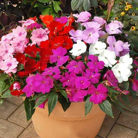 Impatiens Bizzie Lizzie Seeds – Impatiens walleriana - SHOP SEEDS