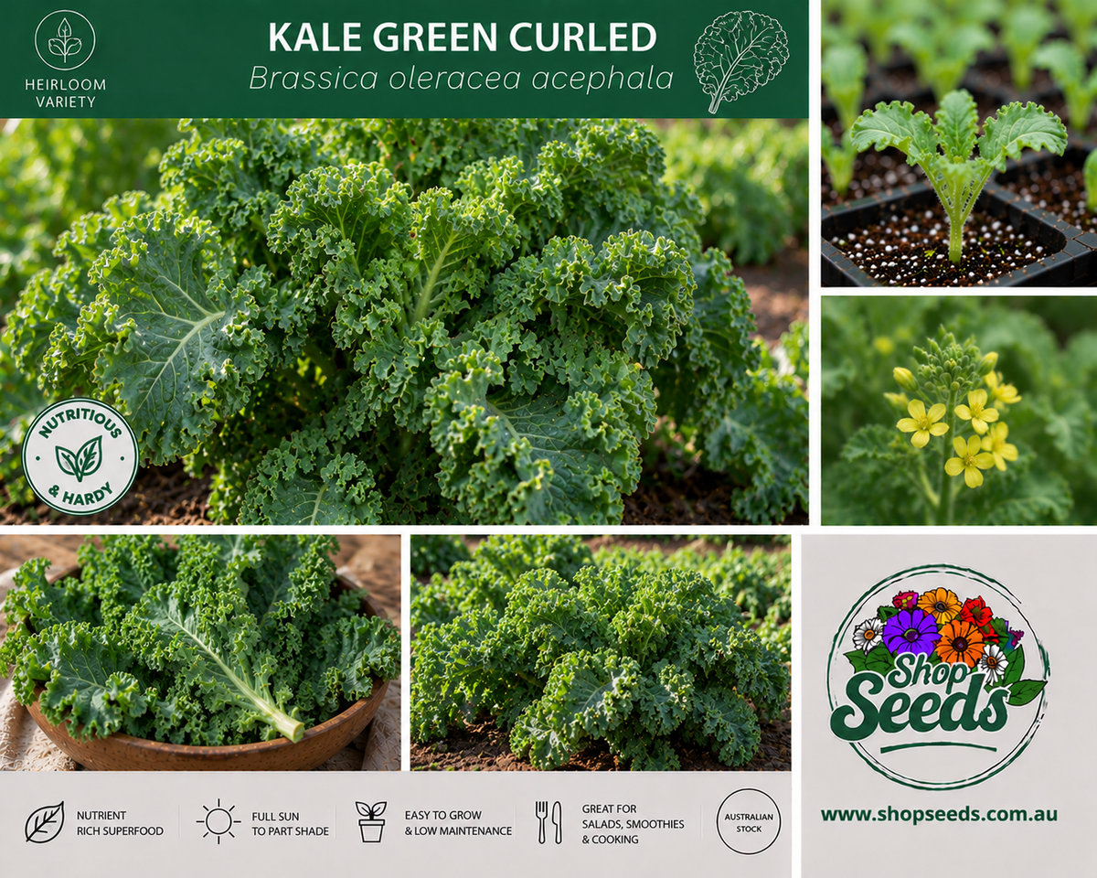 Kale Green Curled - Brassica oleracea acephala - SHOP SEEDS