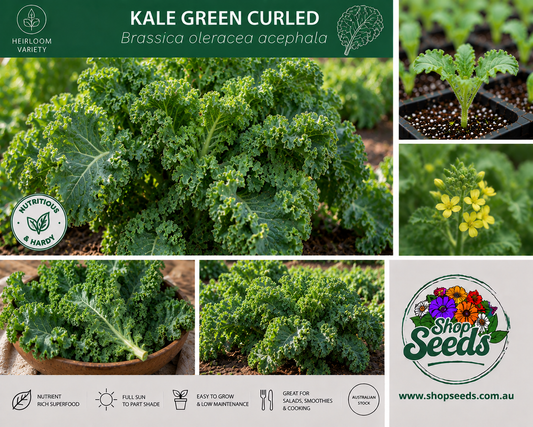 Kale Green Curled - Brassica oleracea acephala - SHOP SEEDS