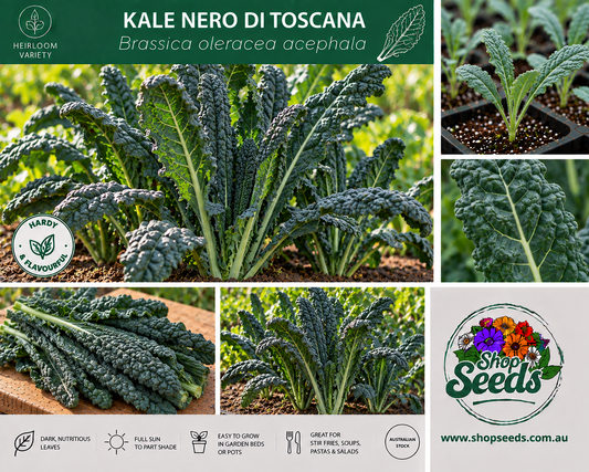 Kale Nero di Toscana - Brassica oleracea acephala - SHOP SEEDS