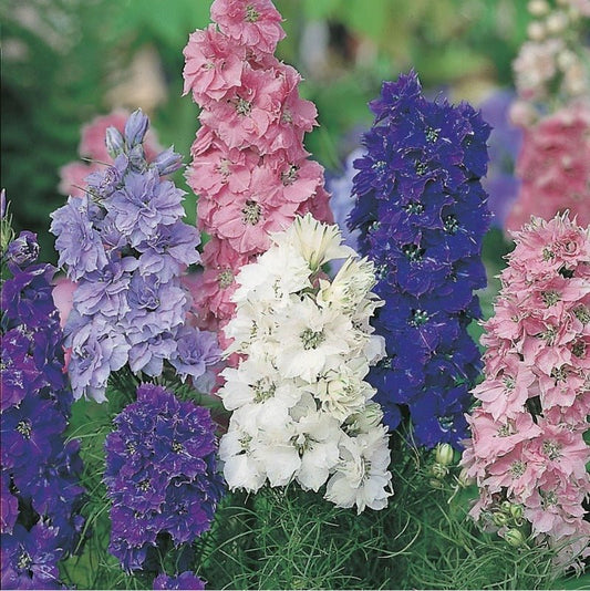 Larkspur Dwarf Hyacinth Seed Mix – Consolida ambigua - SHOP SEEDS