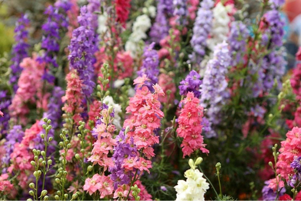 Larkspur Dwarf Hyacinth Seed Mix – Consolida ambigua - SHOP SEEDS