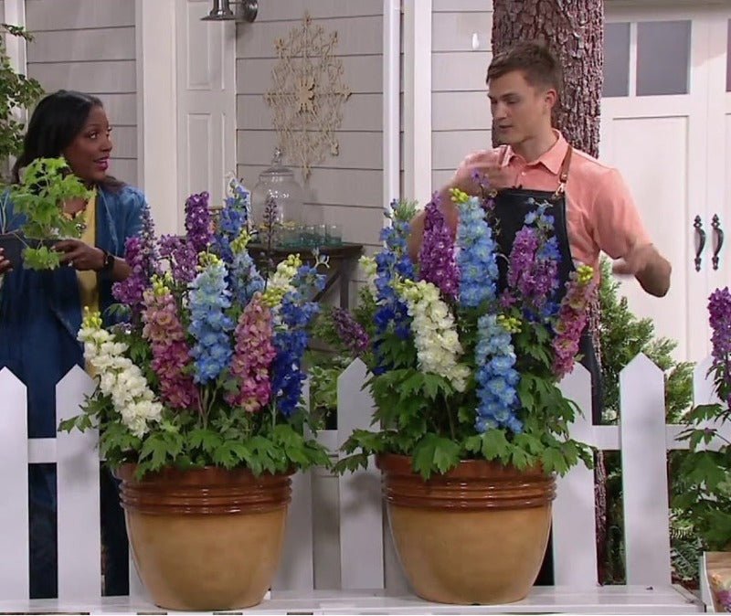 Larkspur Dwarf Hyacinth Seed Mix – Consolida ambigua - SHOP SEEDS