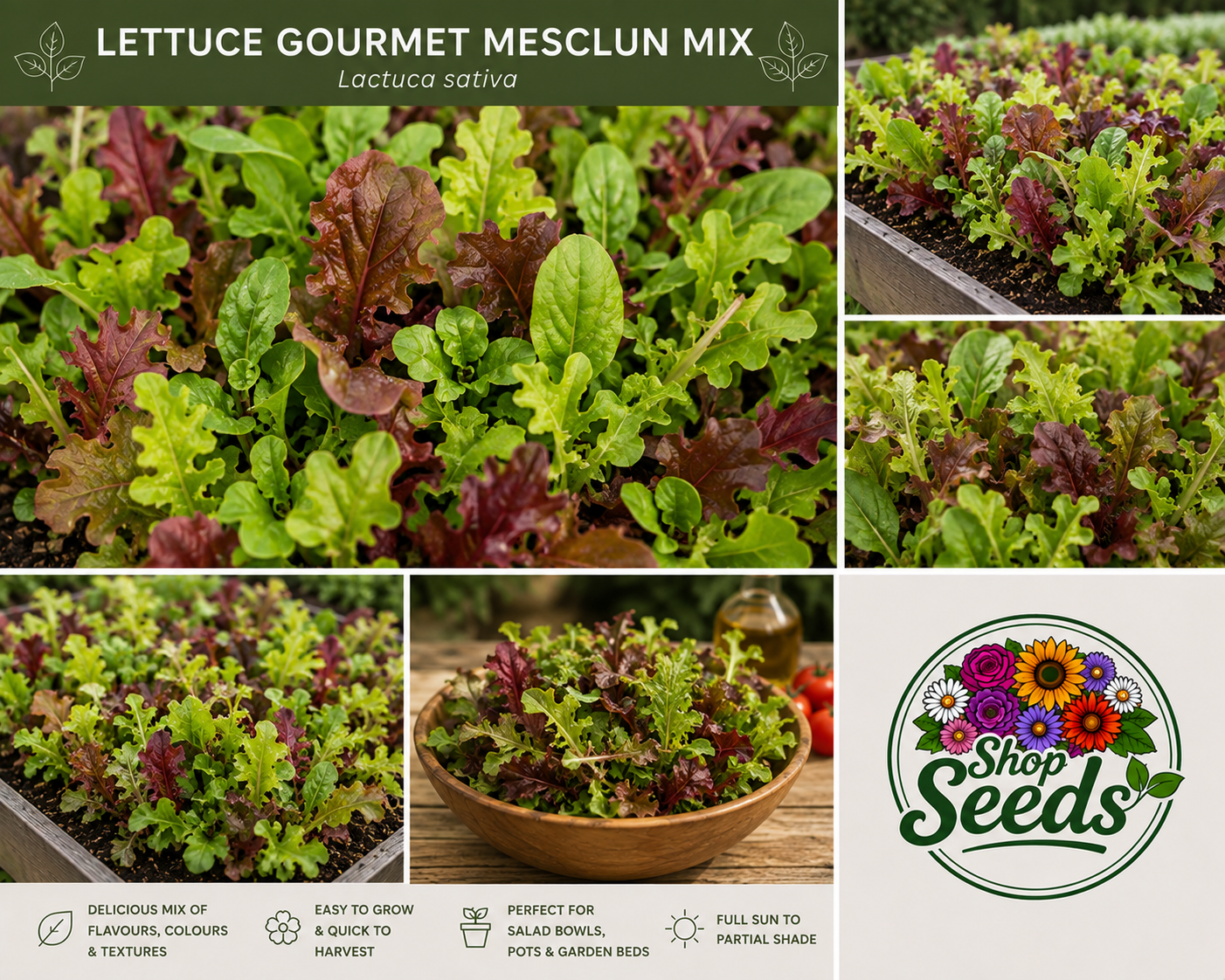 Lettuce Gourmet Mesclun Mix Seeds – Lactuca sativa - SHOP SEEDS