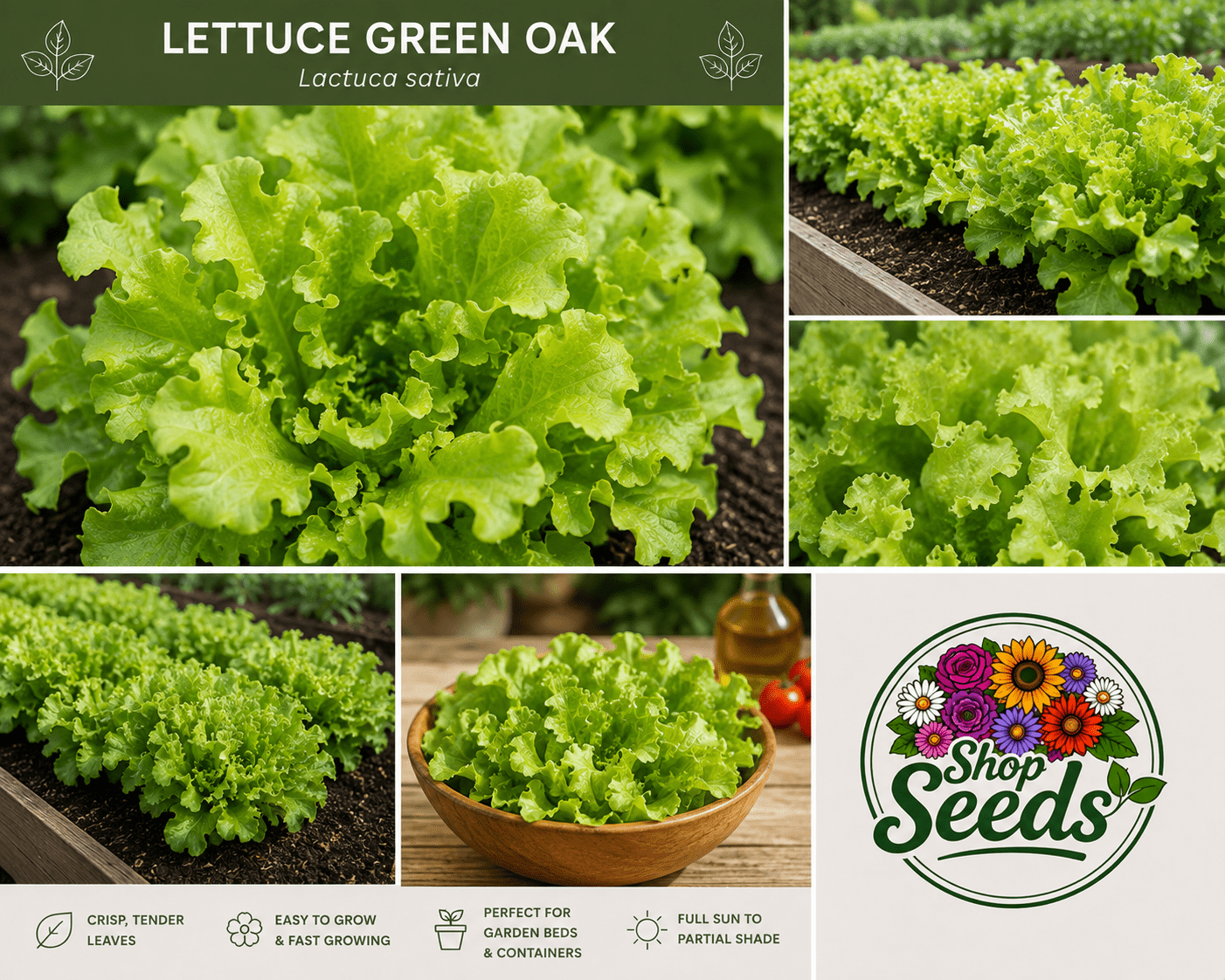 Lettuce Green Oak Seeds – Lactuca sativa - SHOP SEEDS