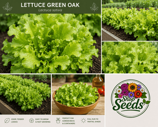 Lettuce Green Oak Seeds – Lactuca sativa - SHOP SEEDS